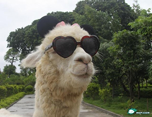 Llama with sunglasses