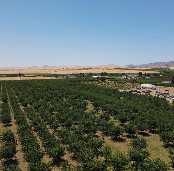 Berry field